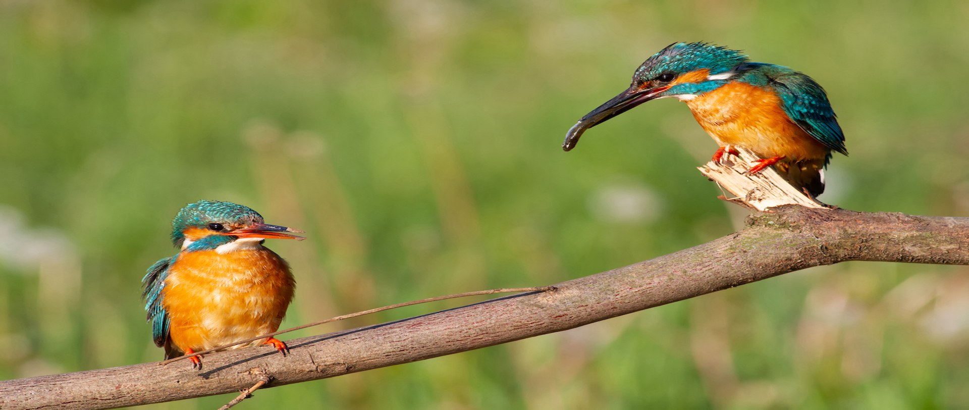 Wildlife and Nature in Paarl Winelands, Cape Town